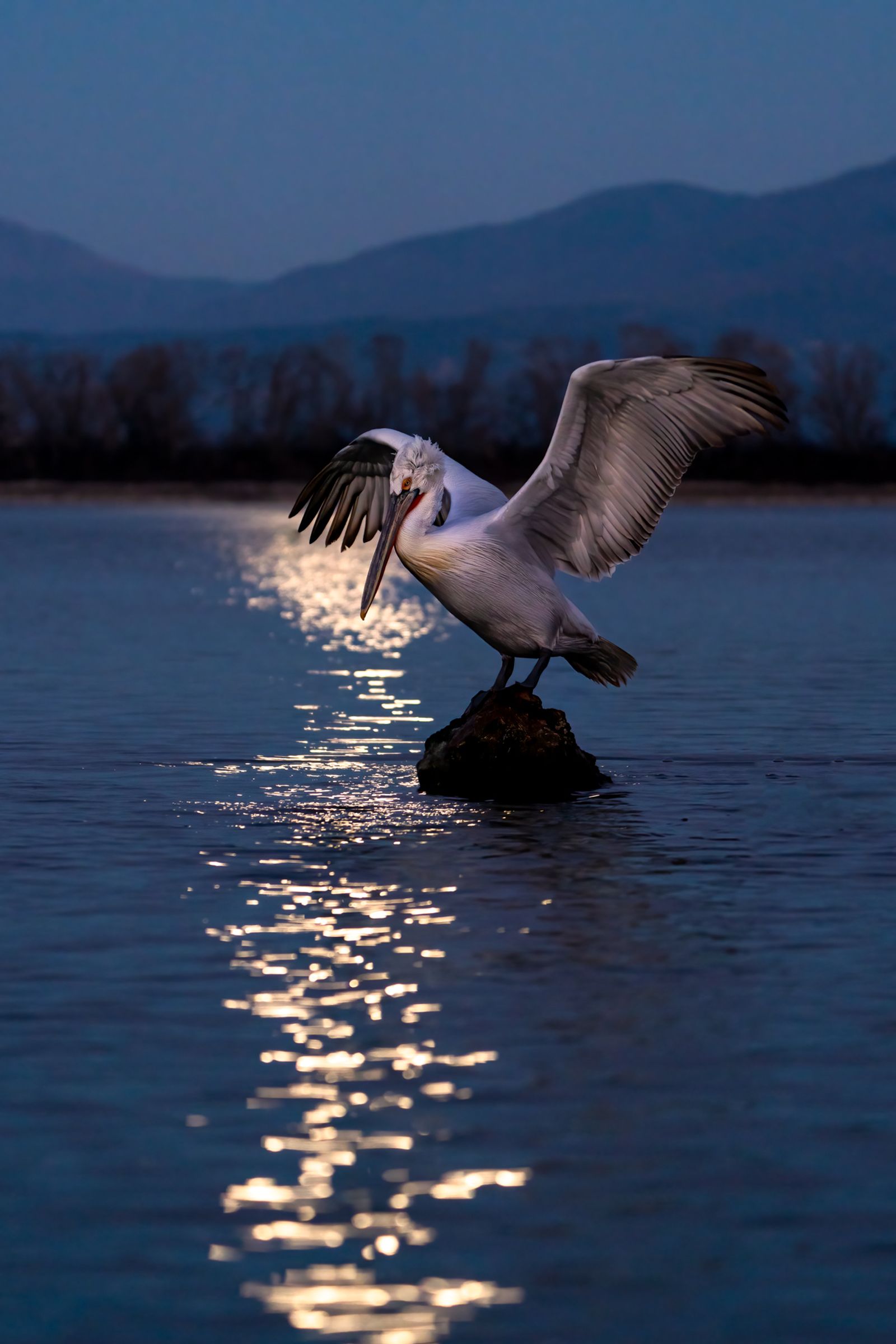 Dalmatian Pelican Early Evening