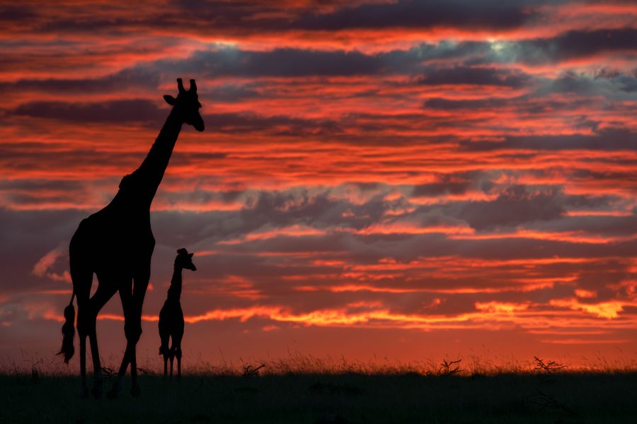 Giraffe and calf