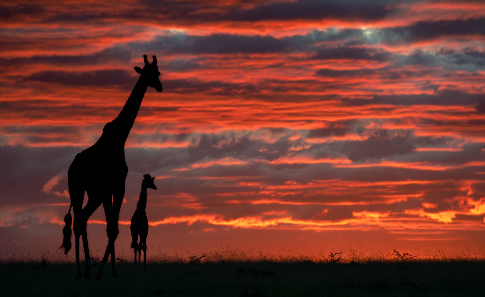 Giraffe and calf