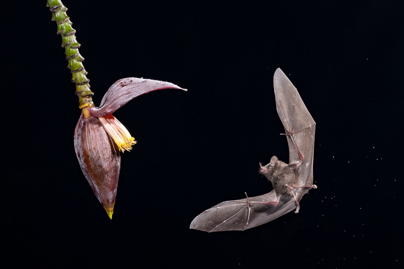 Incoming forager