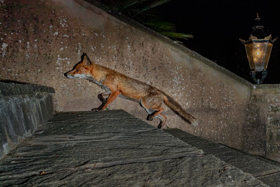 The Garden Visitor