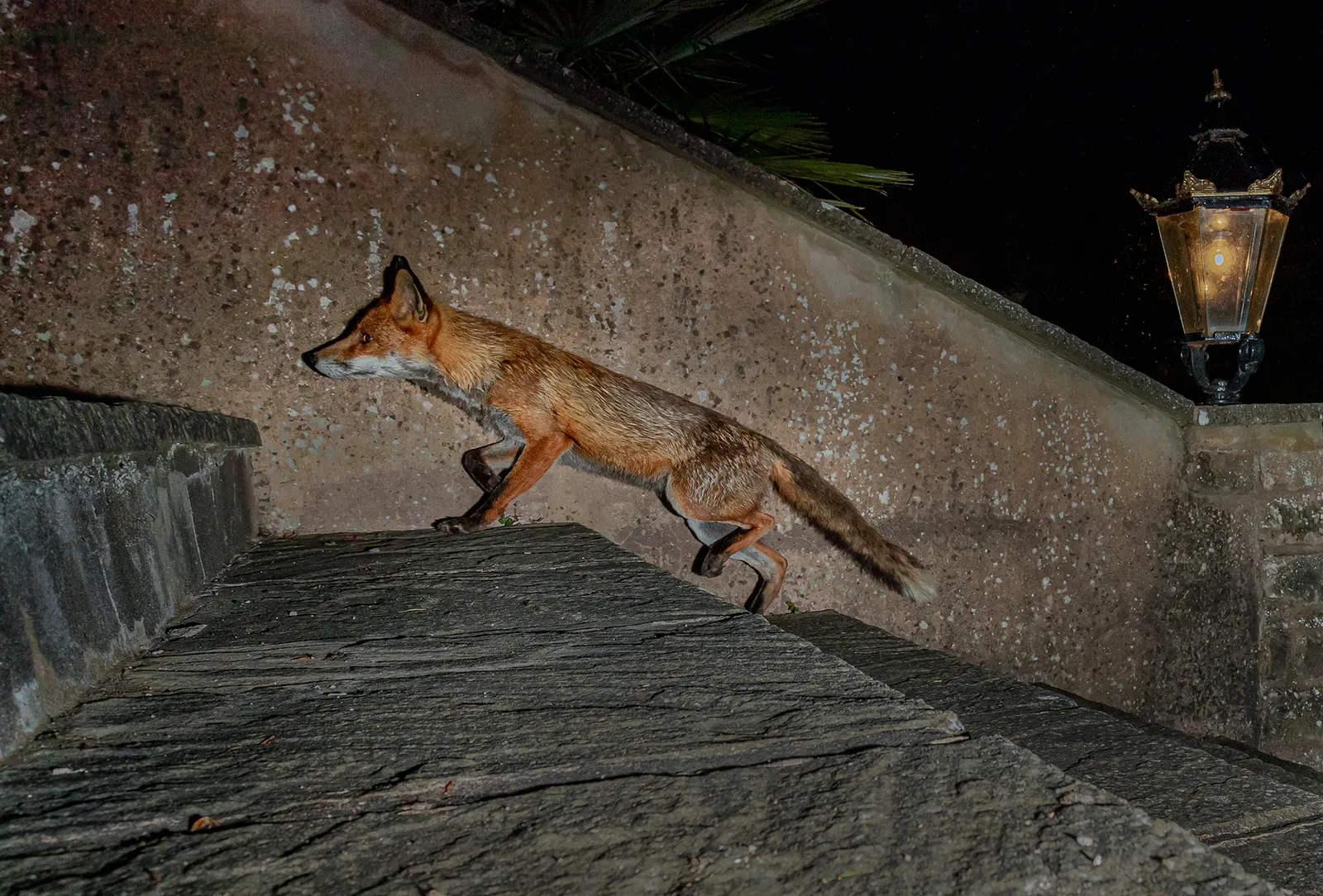 The Garden Visitor