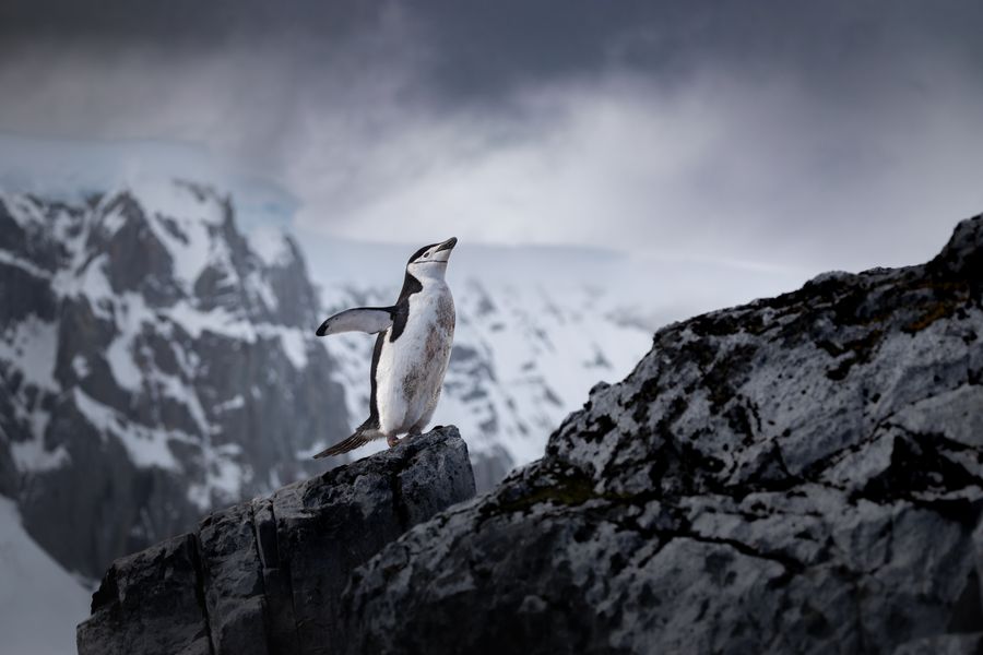 Chinstrap Mountain