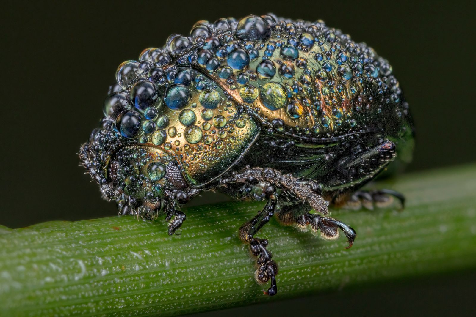 Dew Bead Beetle