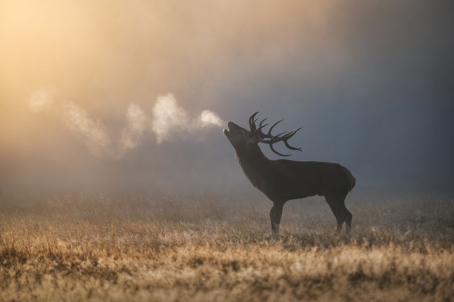 Mist maker