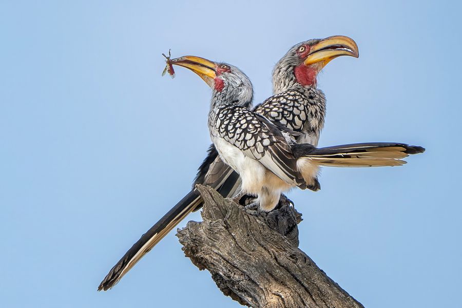 Yellow-billed Hornbills