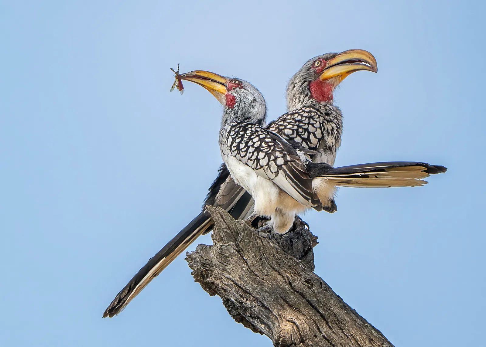 Yellow-billed Hornbills