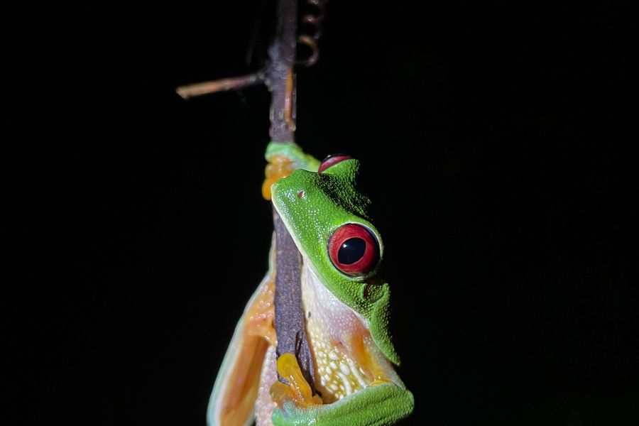 Being watched: red eye tree frog