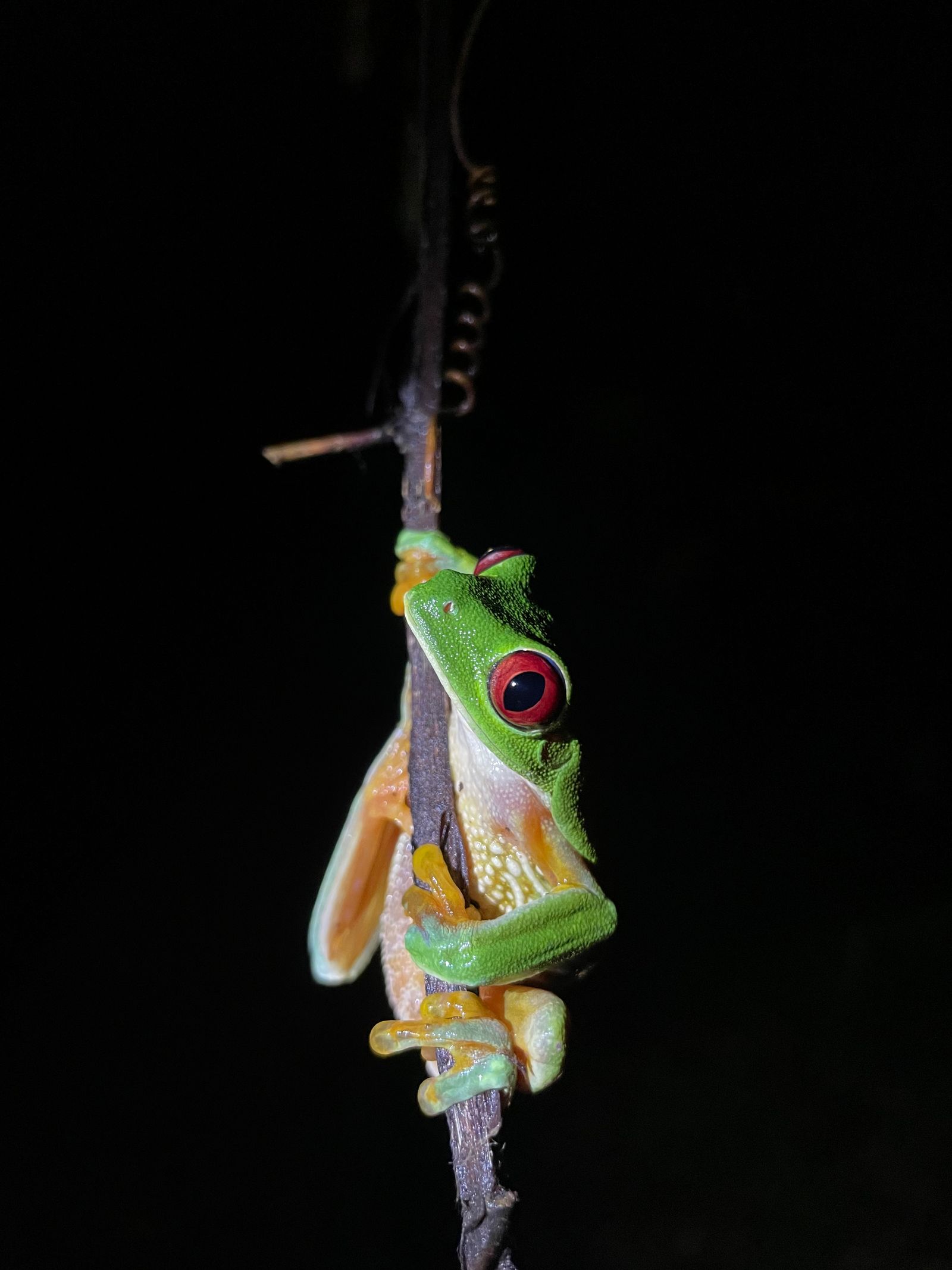 Being watched: red eye tree frog