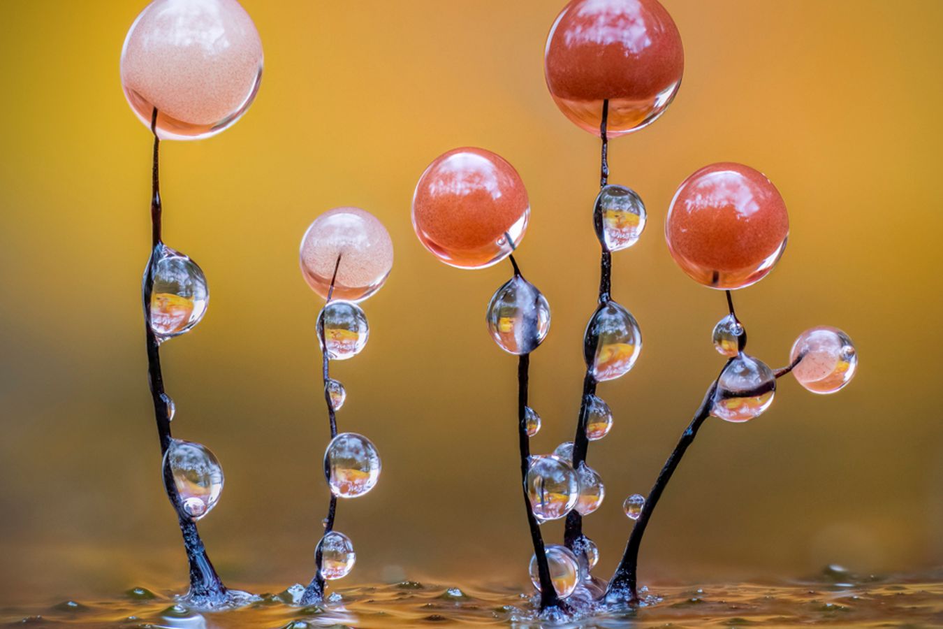 Glistening Slime mould