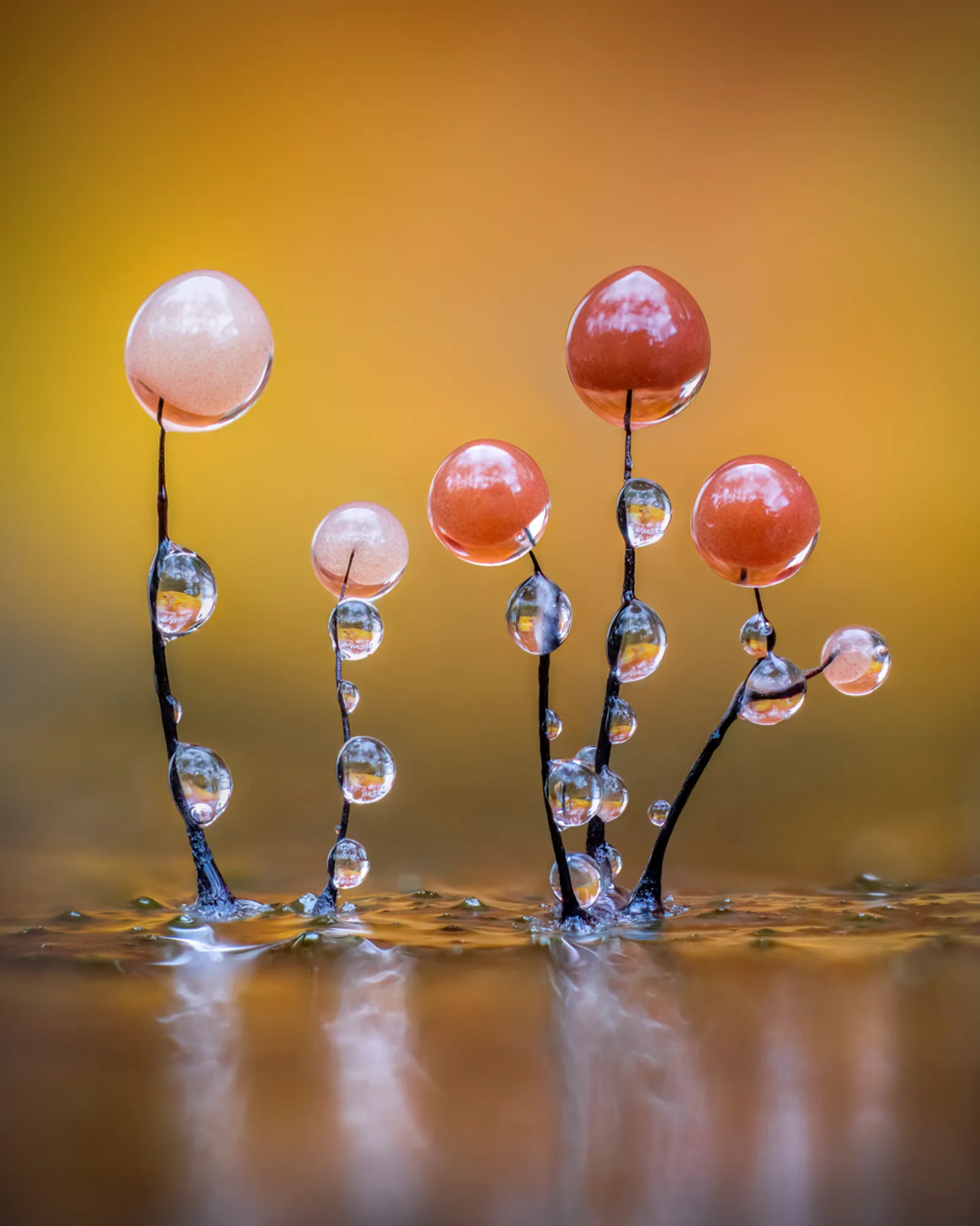Glistening Slime mould