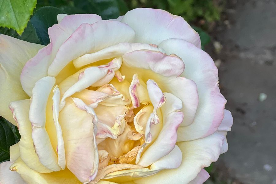 Inside a rose