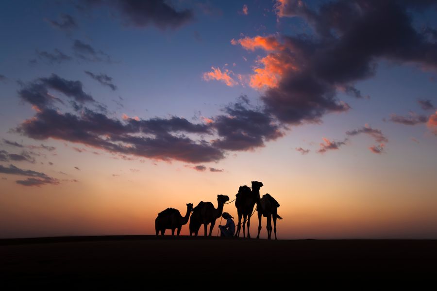 Desert Companions