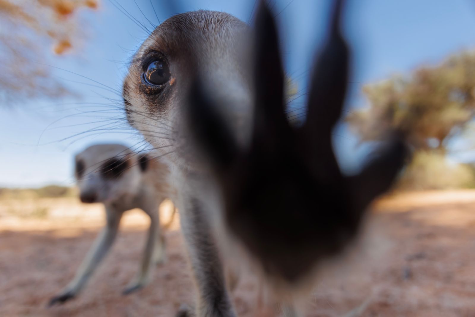 Young Meerkat Discovers Fame