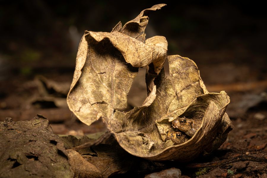 Time to Leaf