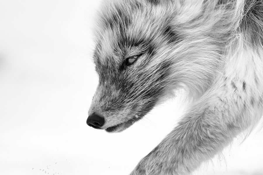 Arctic Fox carefully stepping forward