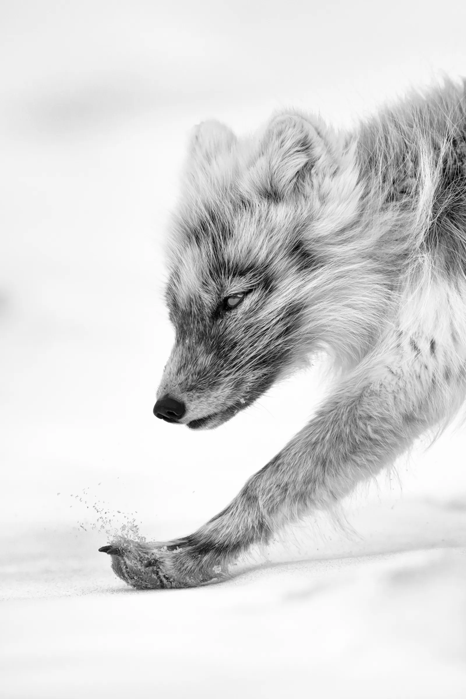 Arctic Fox carefully stepping forward