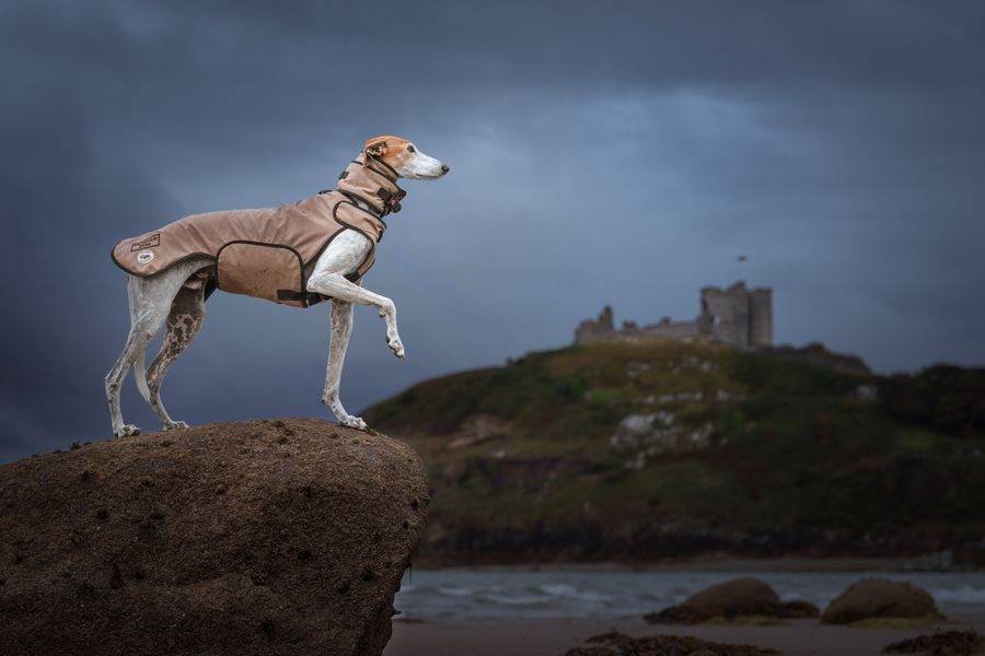 Doggy Armour