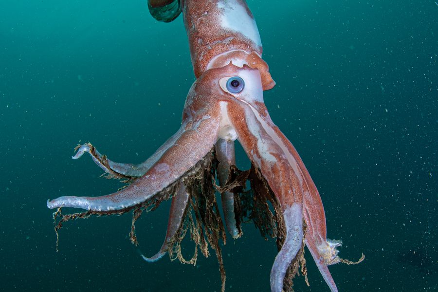 Ghost squid