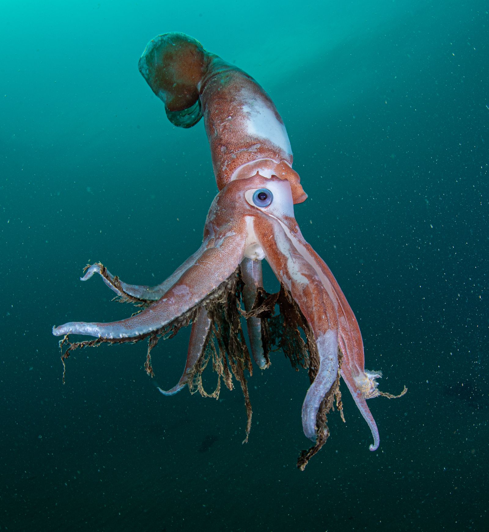 Ghost squid