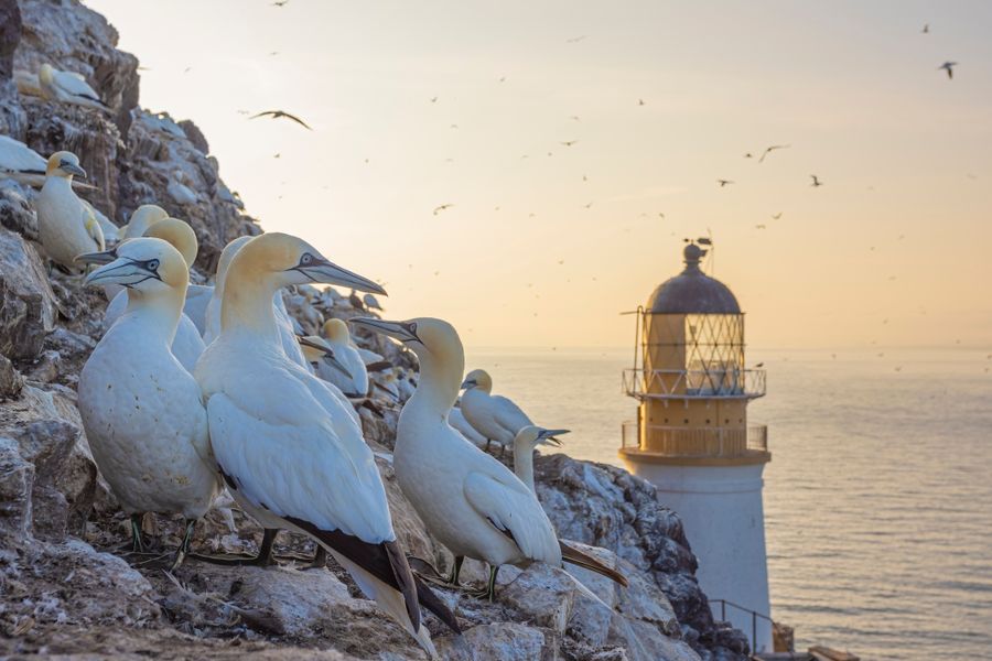 Bass Rock Gannetry At Dawn