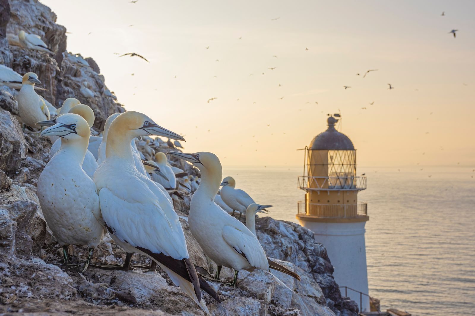 Bass Rock Gannetry At Dawn