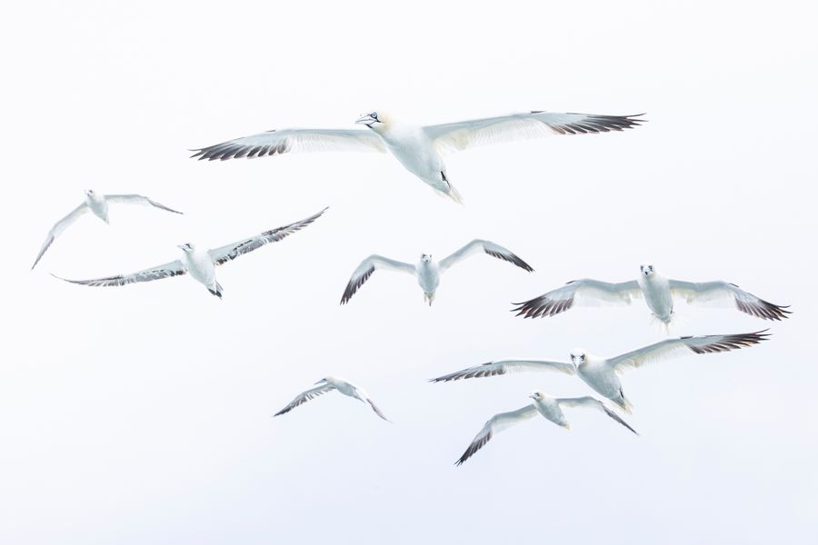 Gannet Squadron