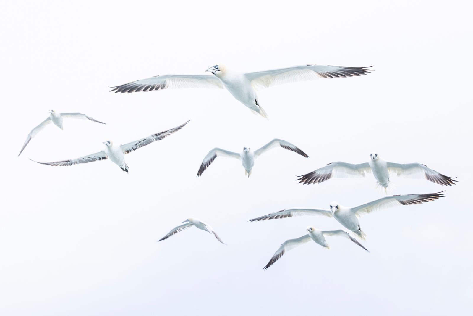 Gannet Squadron