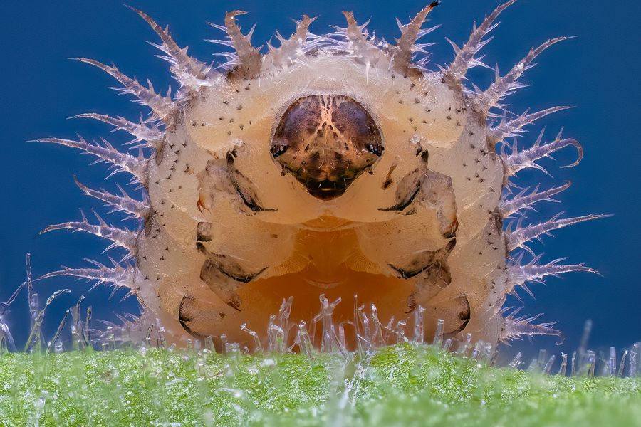 "Tortoise Beetle Larvae"