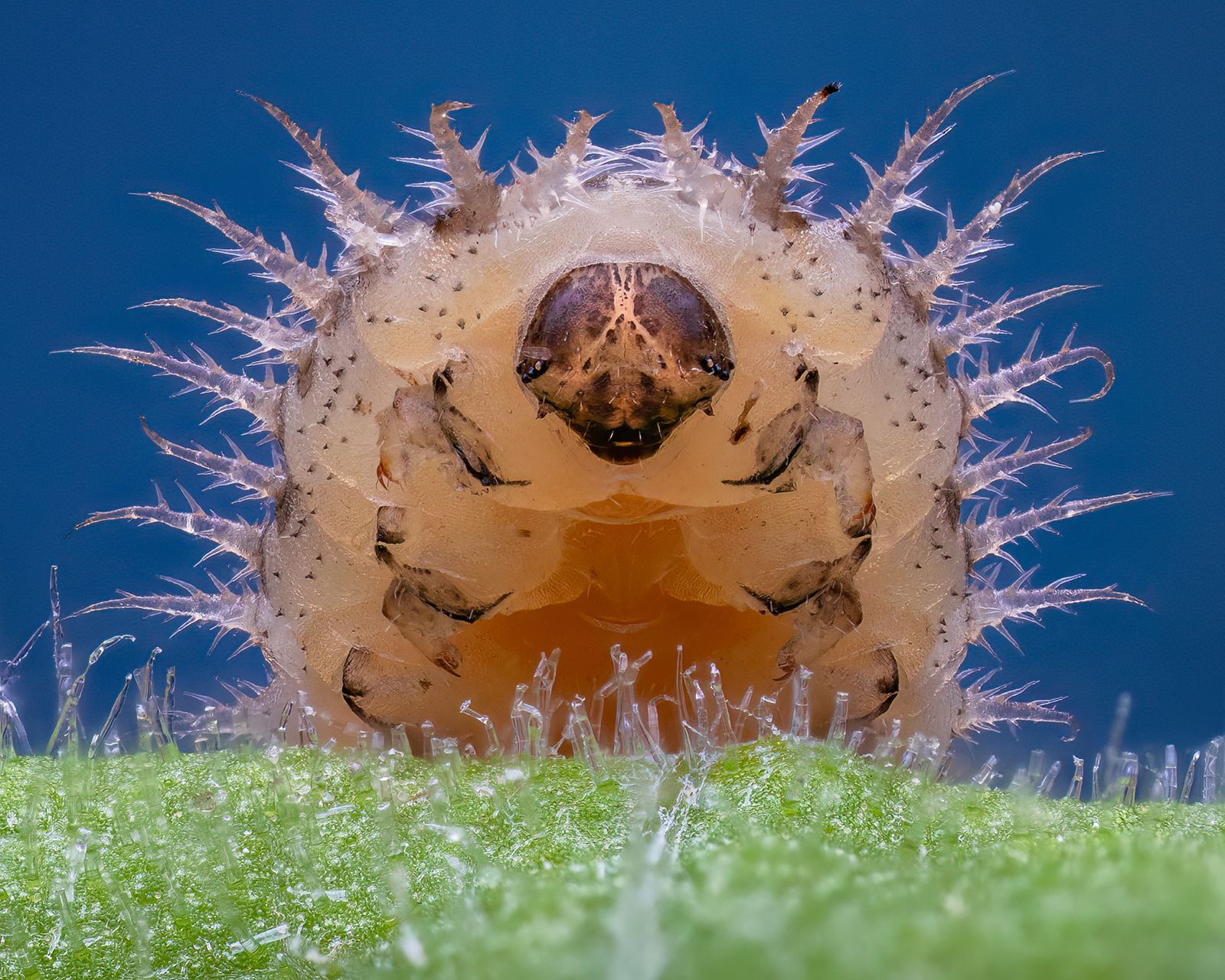 "Tortoise Beetle Larvae"