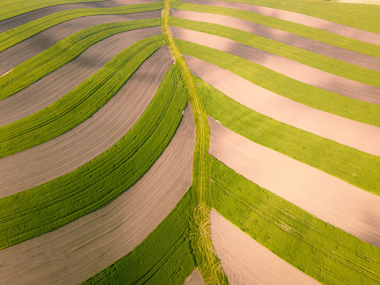 Leafy Landscape